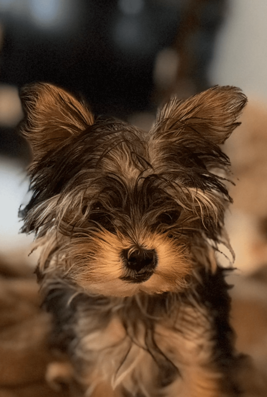 Miss Pickles